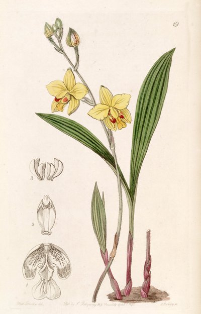 Spathoglottis pubescens door Miss Drake